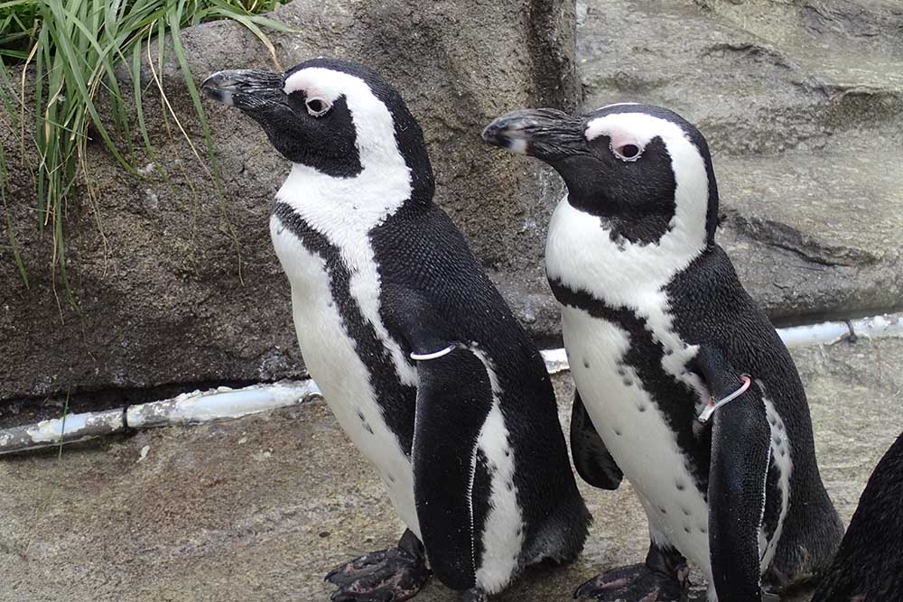 ペンギンカップル