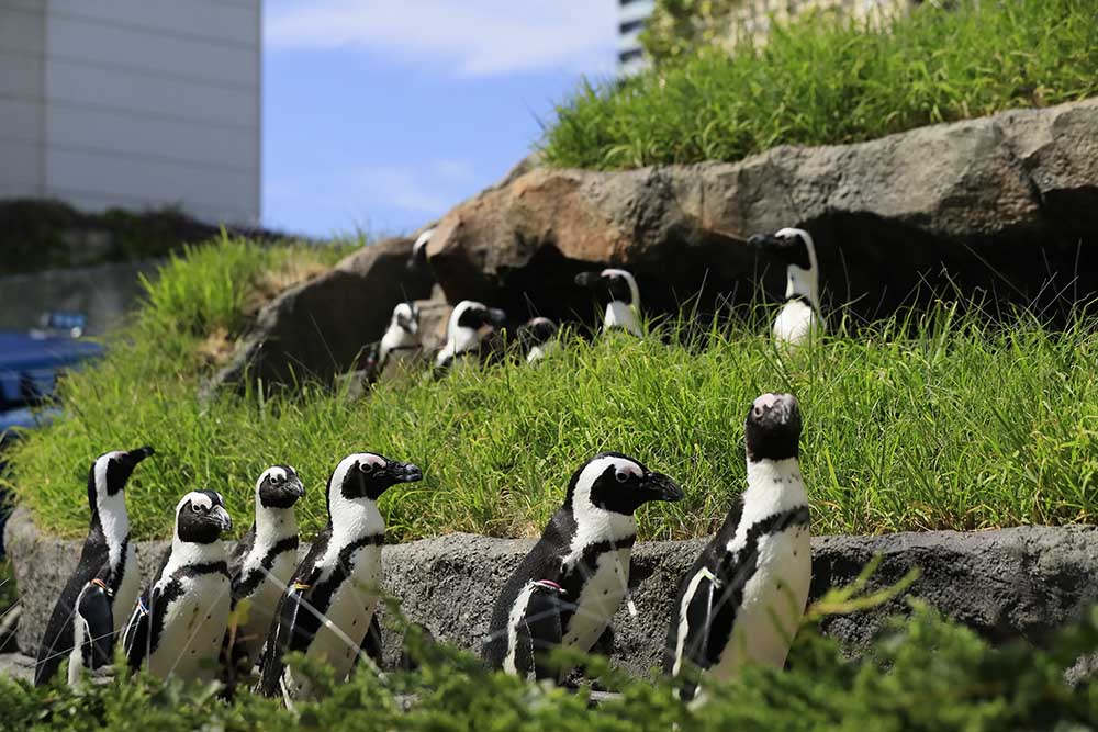 『ペンギン』たちは、一体何を見ているのか…。