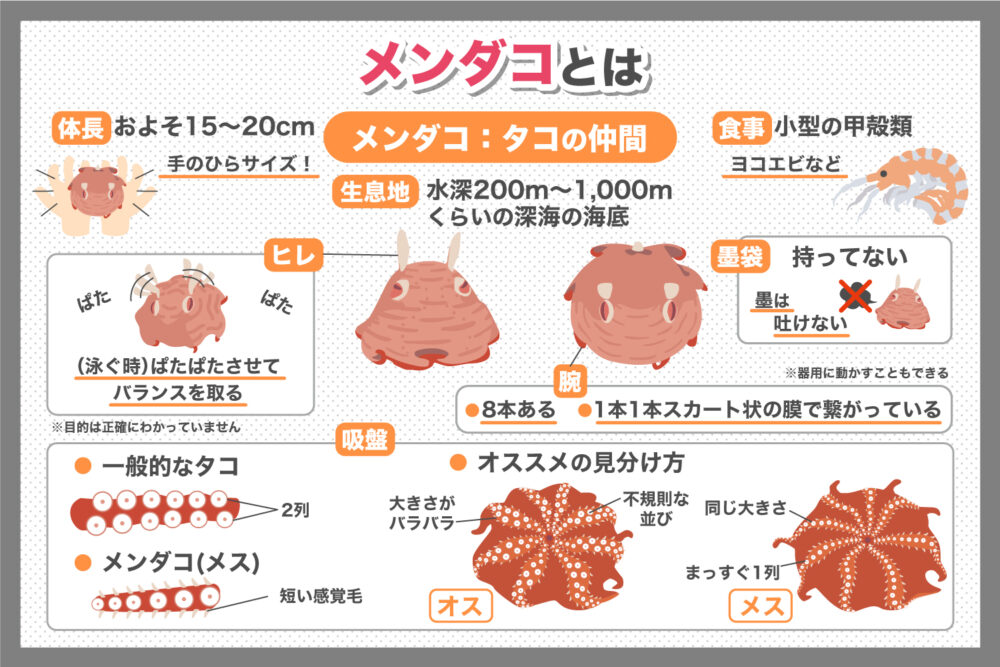 人気No.1深海生物『メンダコ』ってどんないきもの？ | いきふぉめーしょん