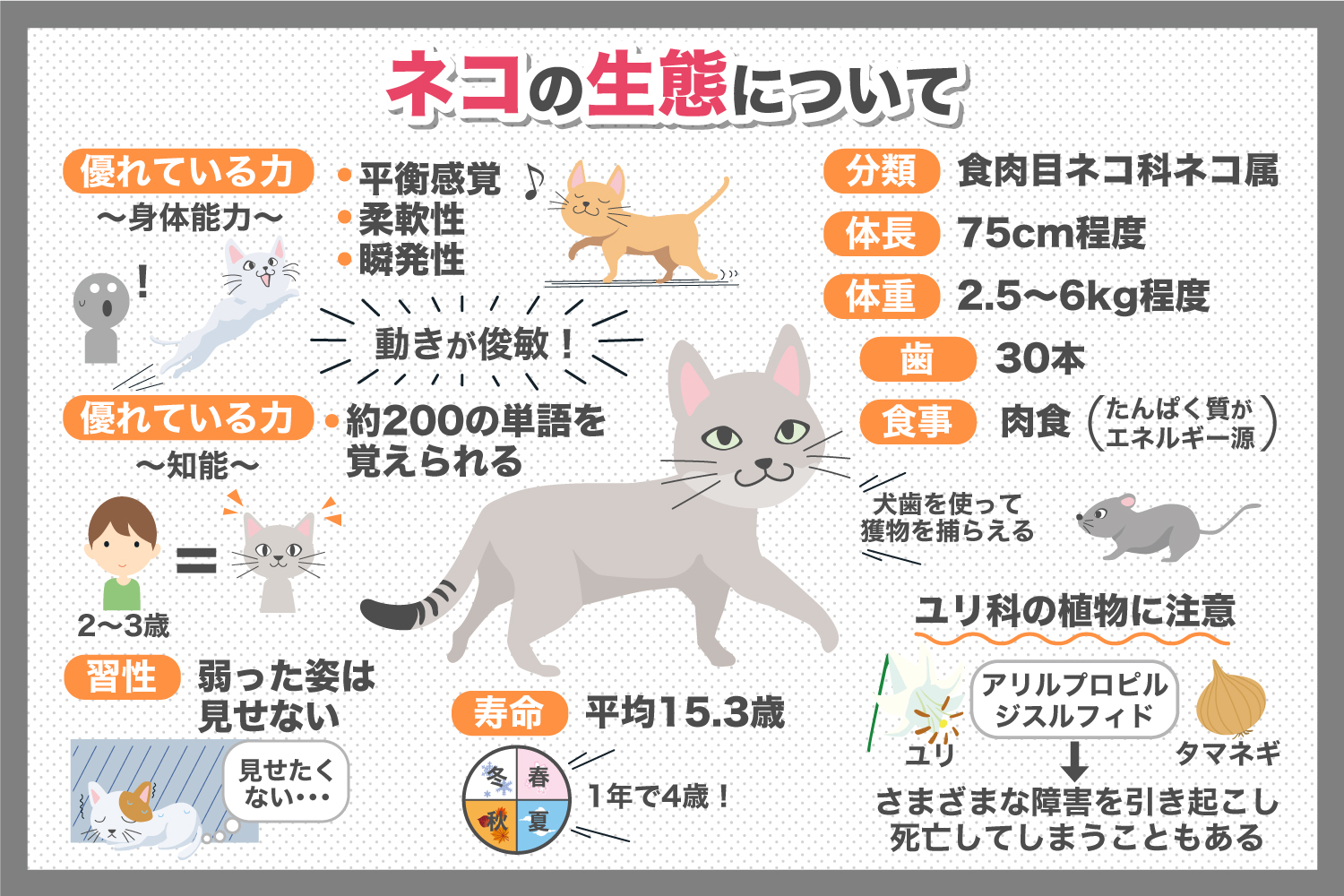 バリネコ と は