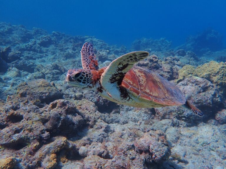 ウミガメってどんな生き物? | いきふぉめーしょん