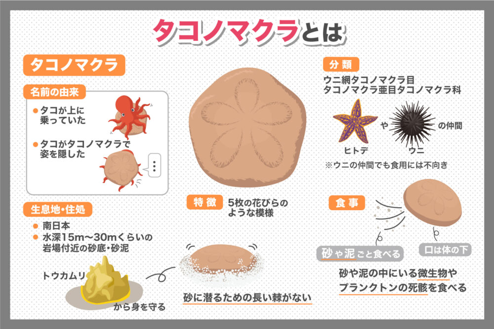 思わず「へぇ」が飛び出す!イカ&タコの雑学4選 | いきふぉめーしょん
