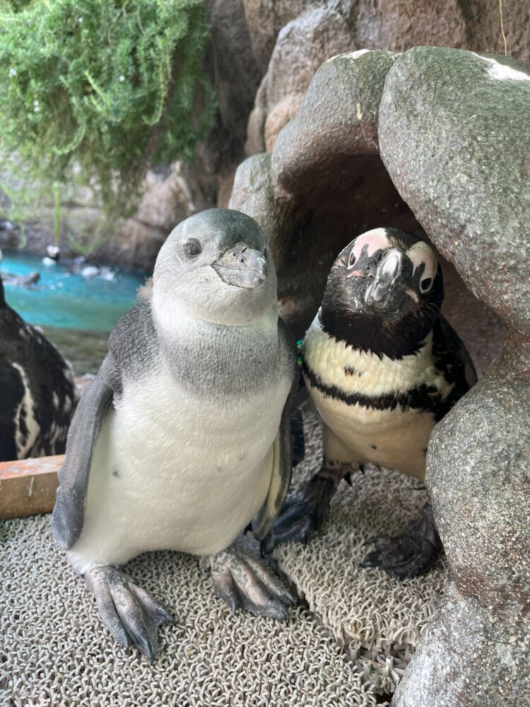 サンシャイン水族館のケープペンギン夫婦の仔育て