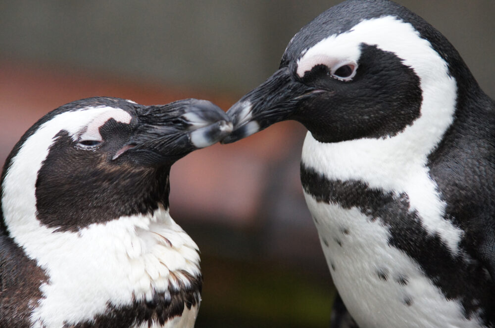 ペンギンとカワウソは一夫一妻制！