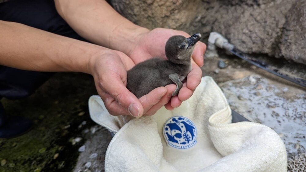 ケープペンギンの仔育ての様子を初めて一般公開！