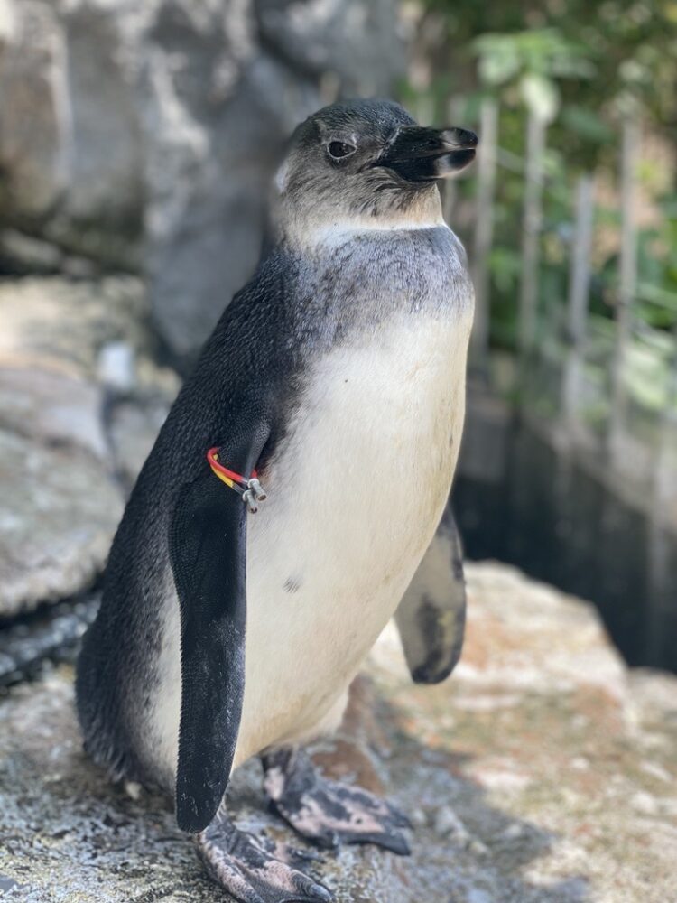 すっかり大きくなったケープペンギンのポテト 