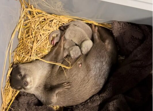 コツメカワウソ夫婦の子育て 