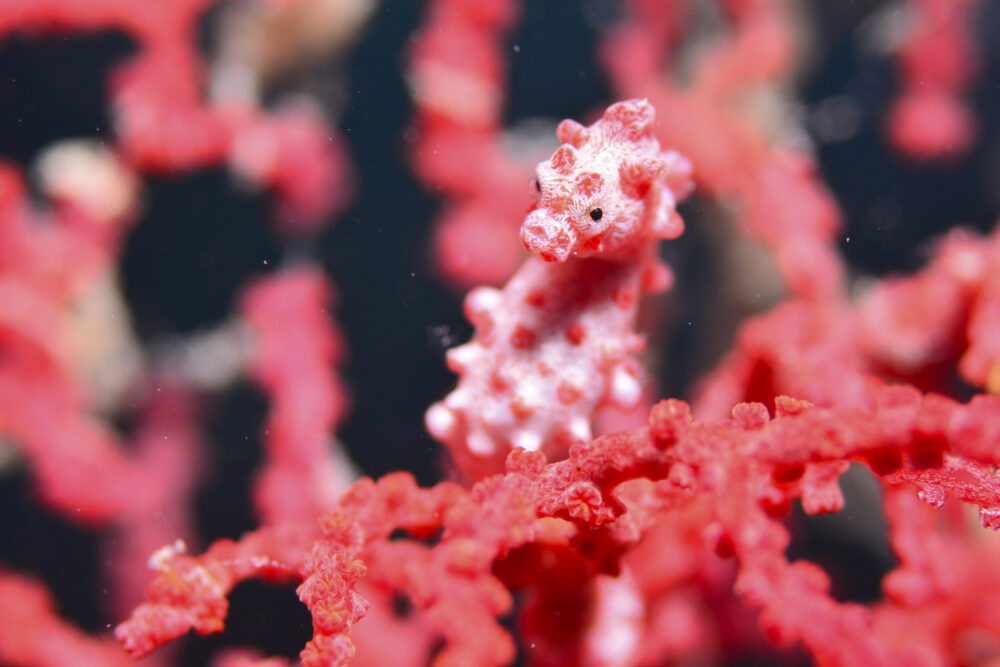 モノマネが大得意！　海の動植物に合わせて擬態する