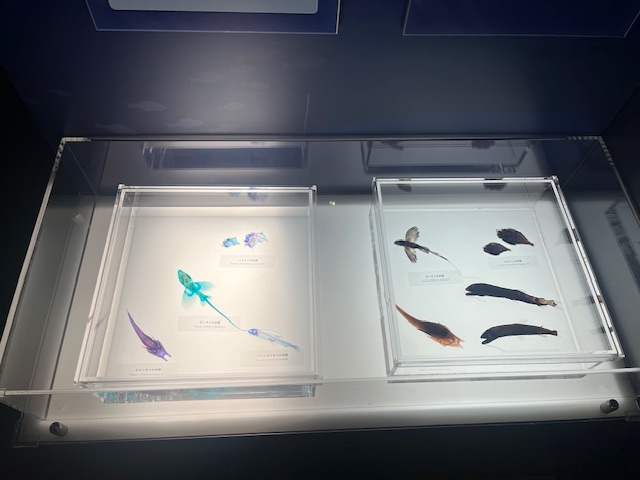 まるでアート作品！　深海生物の透明骨格標本が美しい