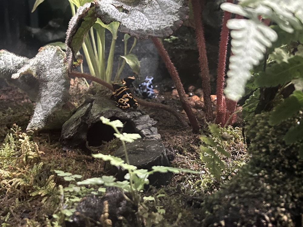 ヤドクガエル