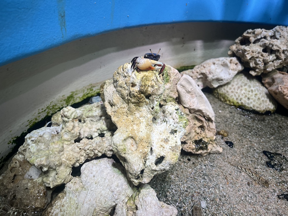 シオマネキ