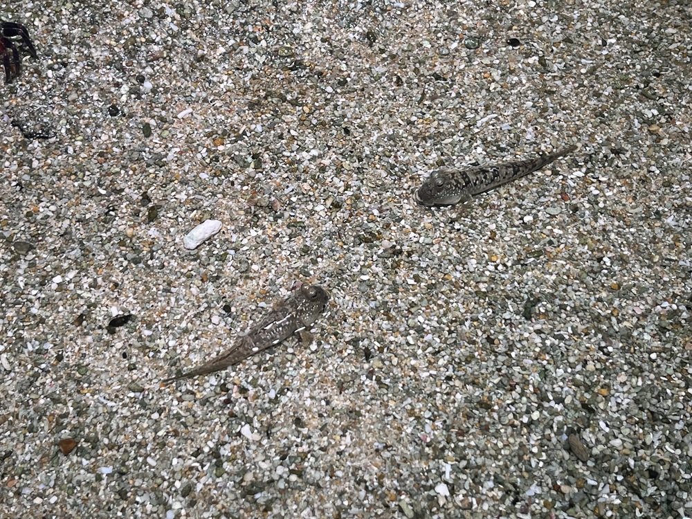 ミナミトビハゼ