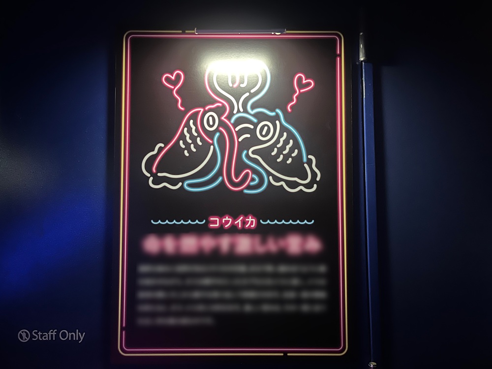 コウイカの展示パネル