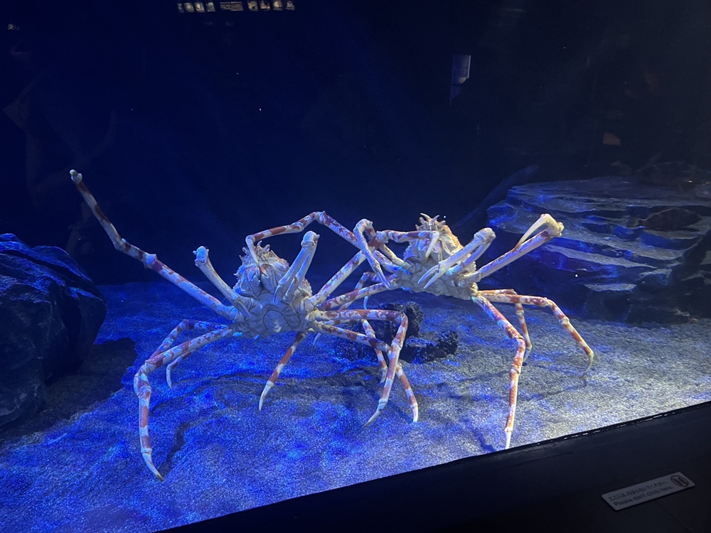 タカアシガニ